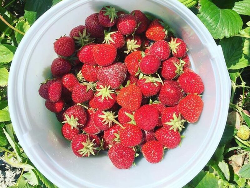 u-pick strawberries in bucket
