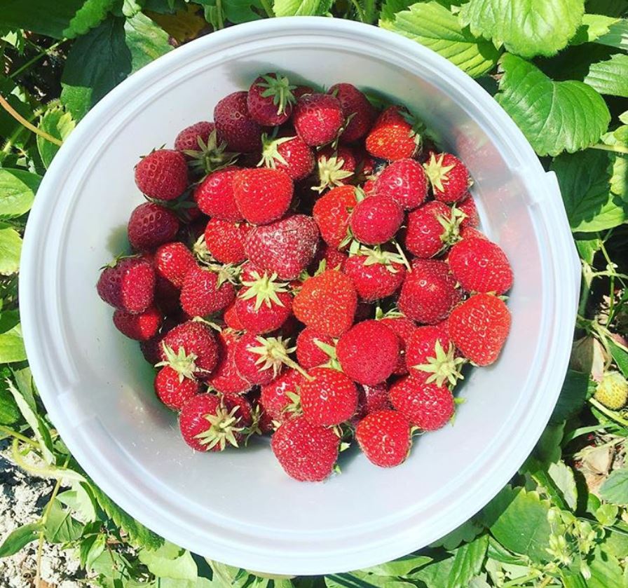 u-pick strawberries in bucket
