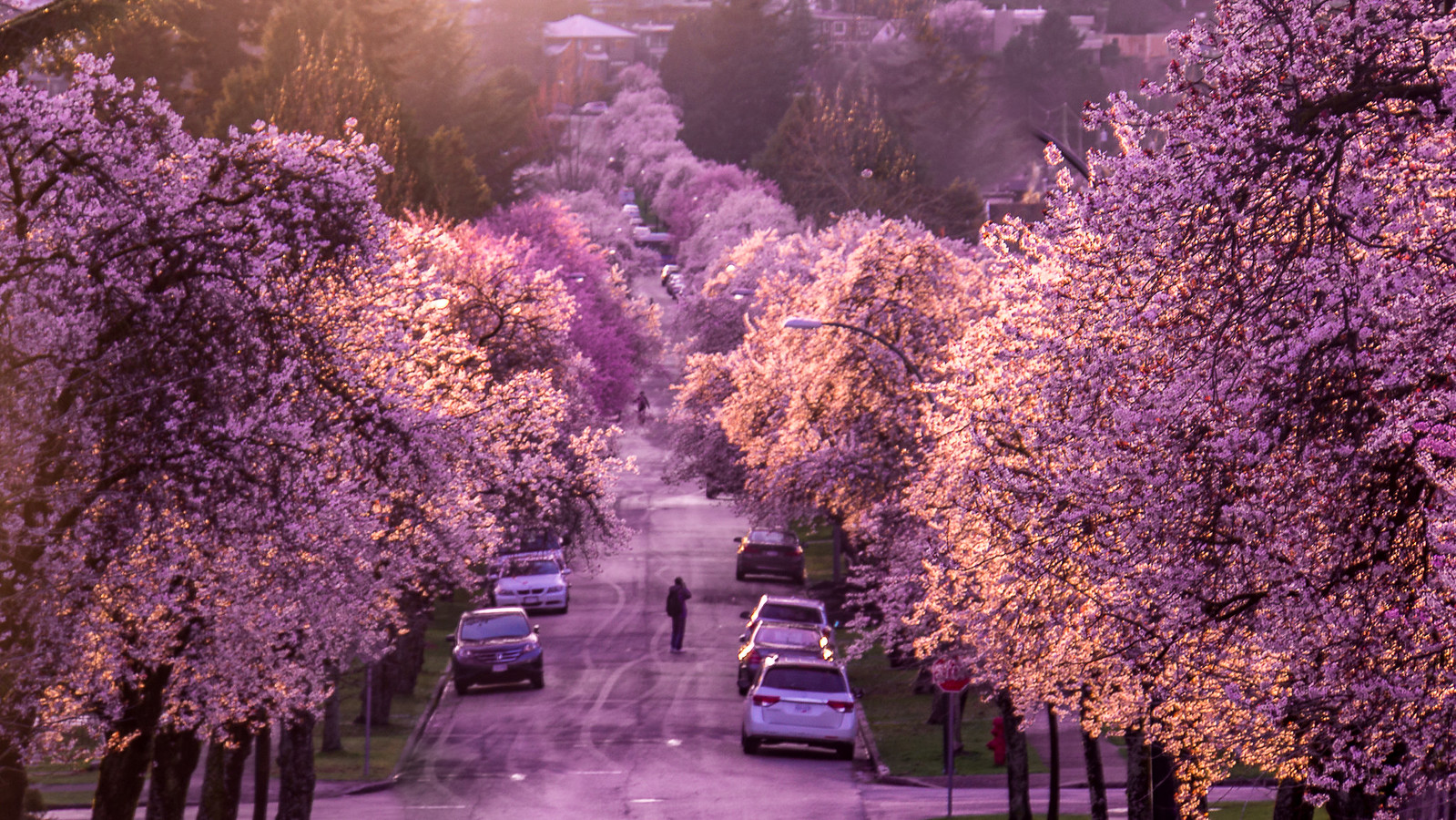 Vancouver Cherry Blossom Festival District Local